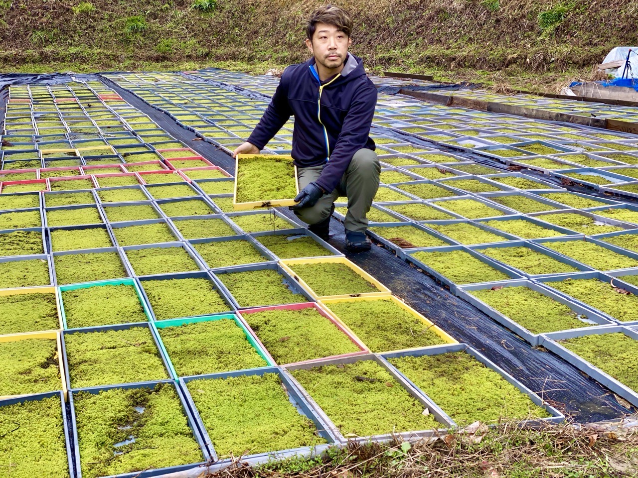西予苔園の苔畑。色とりどりの枠に並ぶ苔のトレーと、作業する運営者